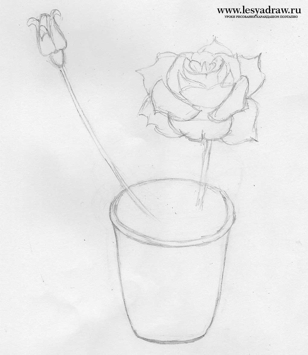 Как нарисовать домашние цветы. Как нарисовать розу карандашом в горшке