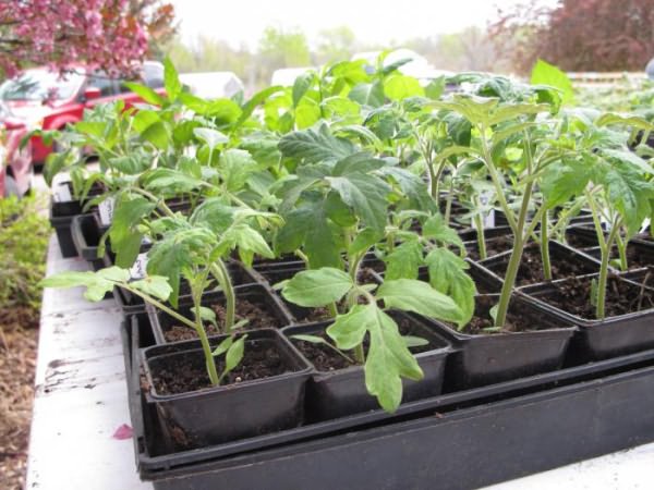 Truskawki i truskawki: siew nasion do sadzonek